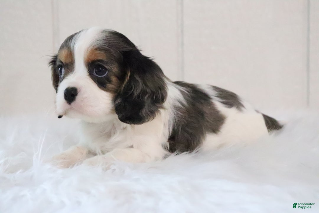 Cavalier King Charles Spaniel dogs for sale: Max - Ad 3