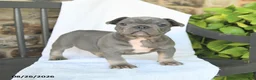 French Bulldog dogs for sale: Duncan - Ad 4