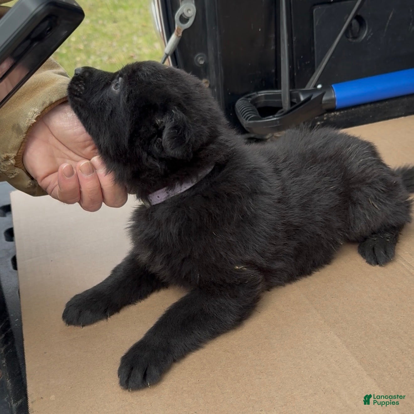 German Shepherd dogs TUECHA - Ad 2