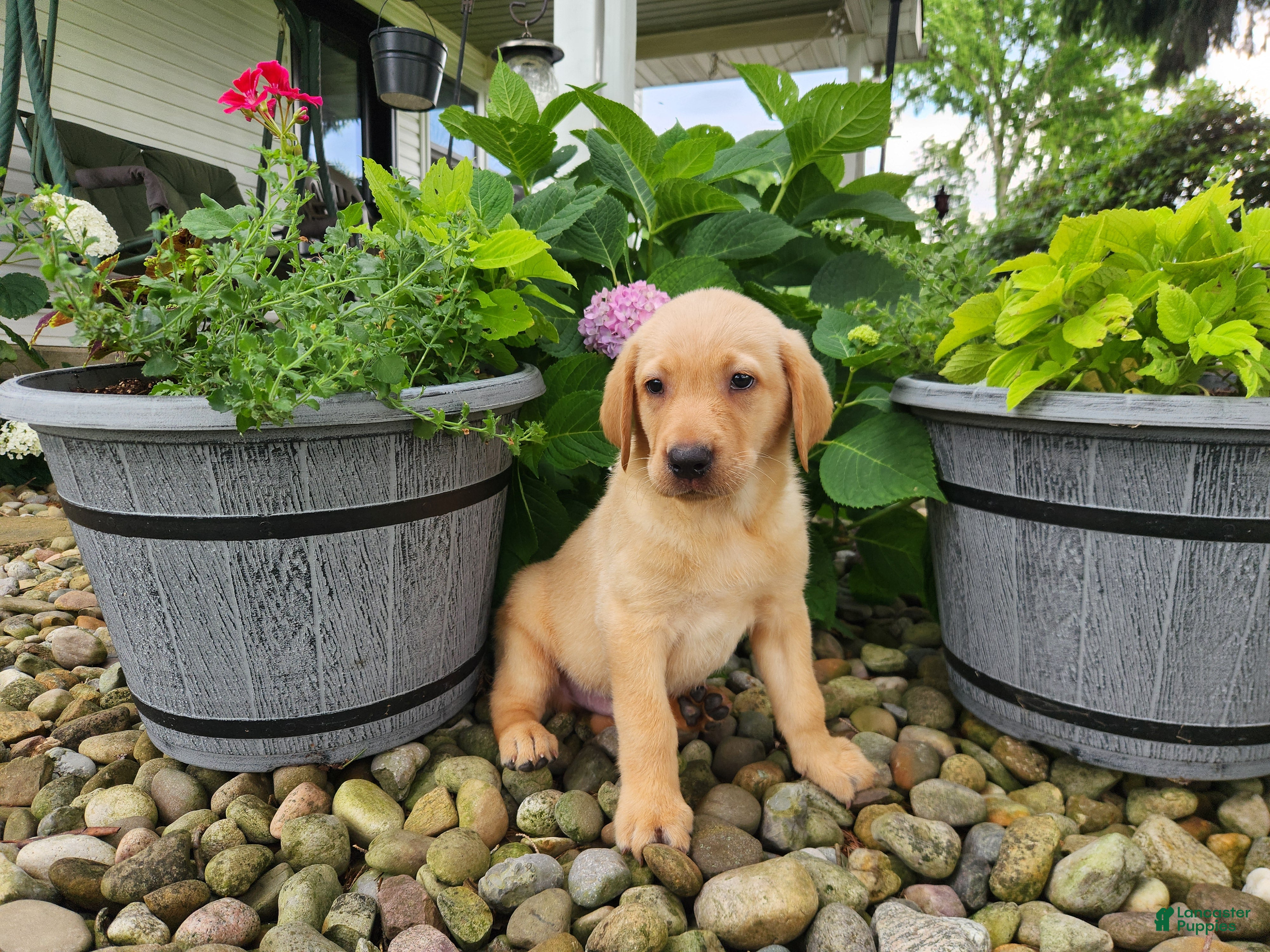 Labrador Retriever dogs Milo - Ad 1