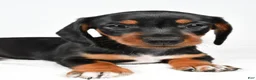 Miniature Dachshund dogs for sale: Lucy - Ad 4