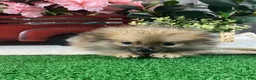 Pomeranian dogs for sale: Prince - Ad 3