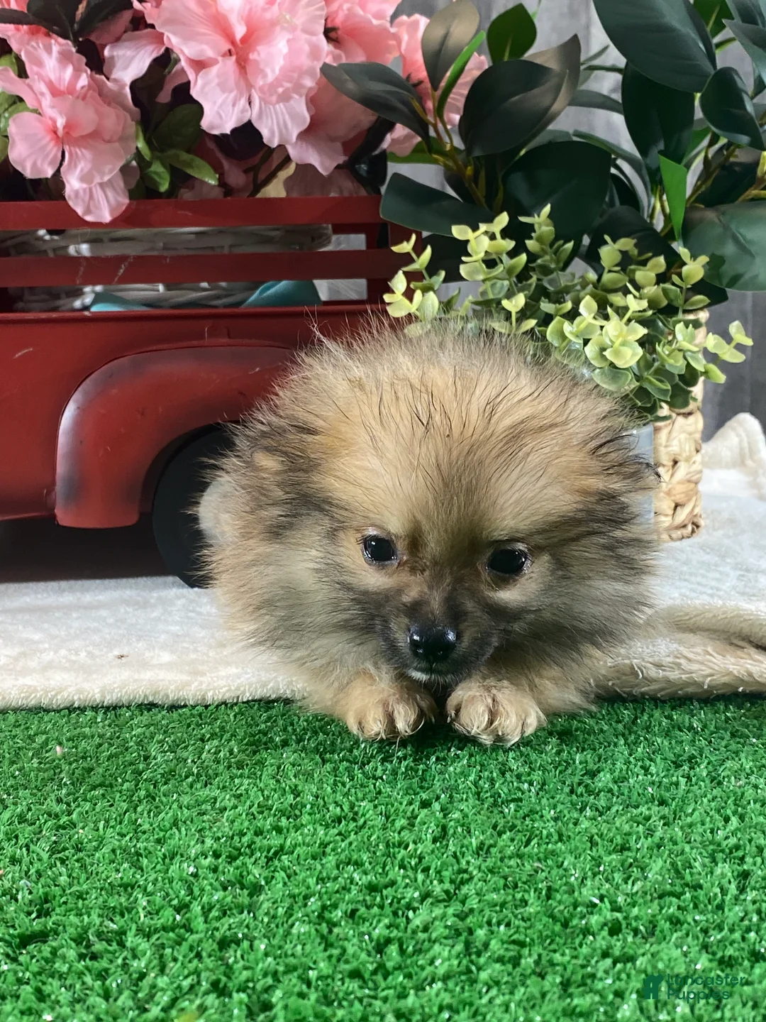 Pomeranian dogs for sale: Prince - Ad 3