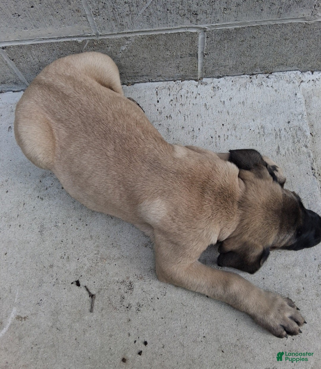 English Mastiff dogs Hank - Ad 2
