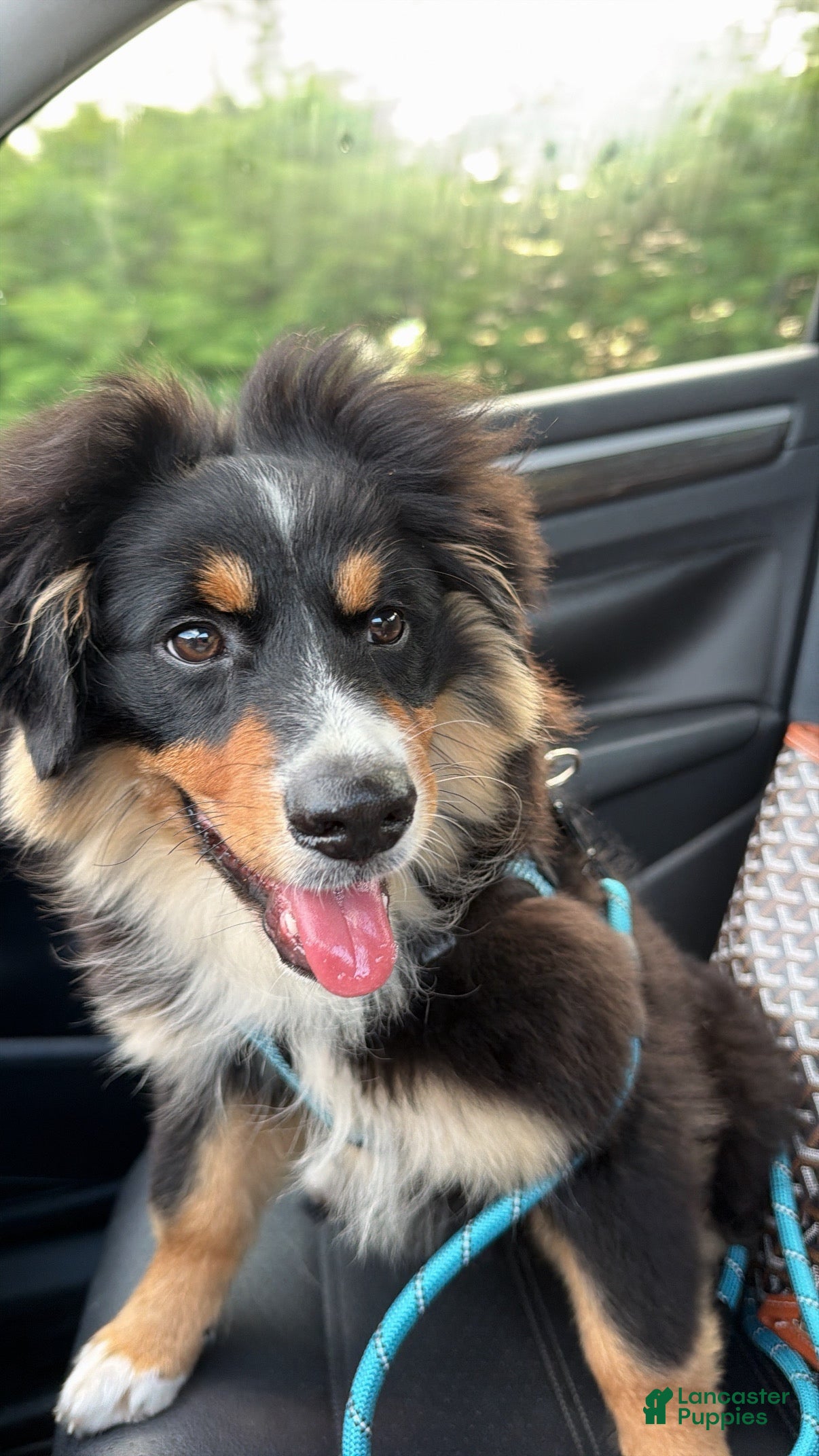 Miniature Australian Shepherd dogs  1 - Ad 5