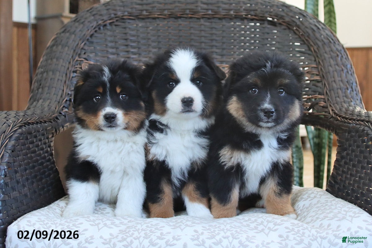 Miniature Australian Shepherd dogs Fern - Ad 2