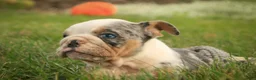 English Bulldog dogs for sale: Sebastian English Bulldog  - Ad 9