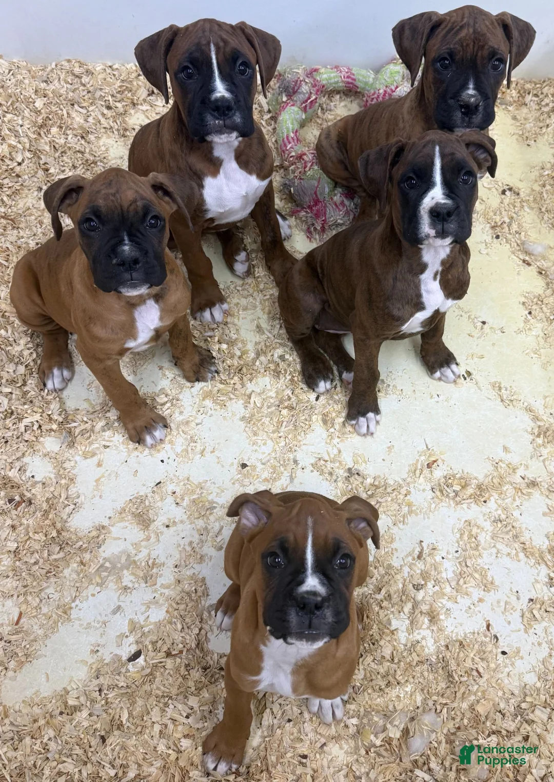 Boxer dogs for sale: Boxer 2 - Ad 2