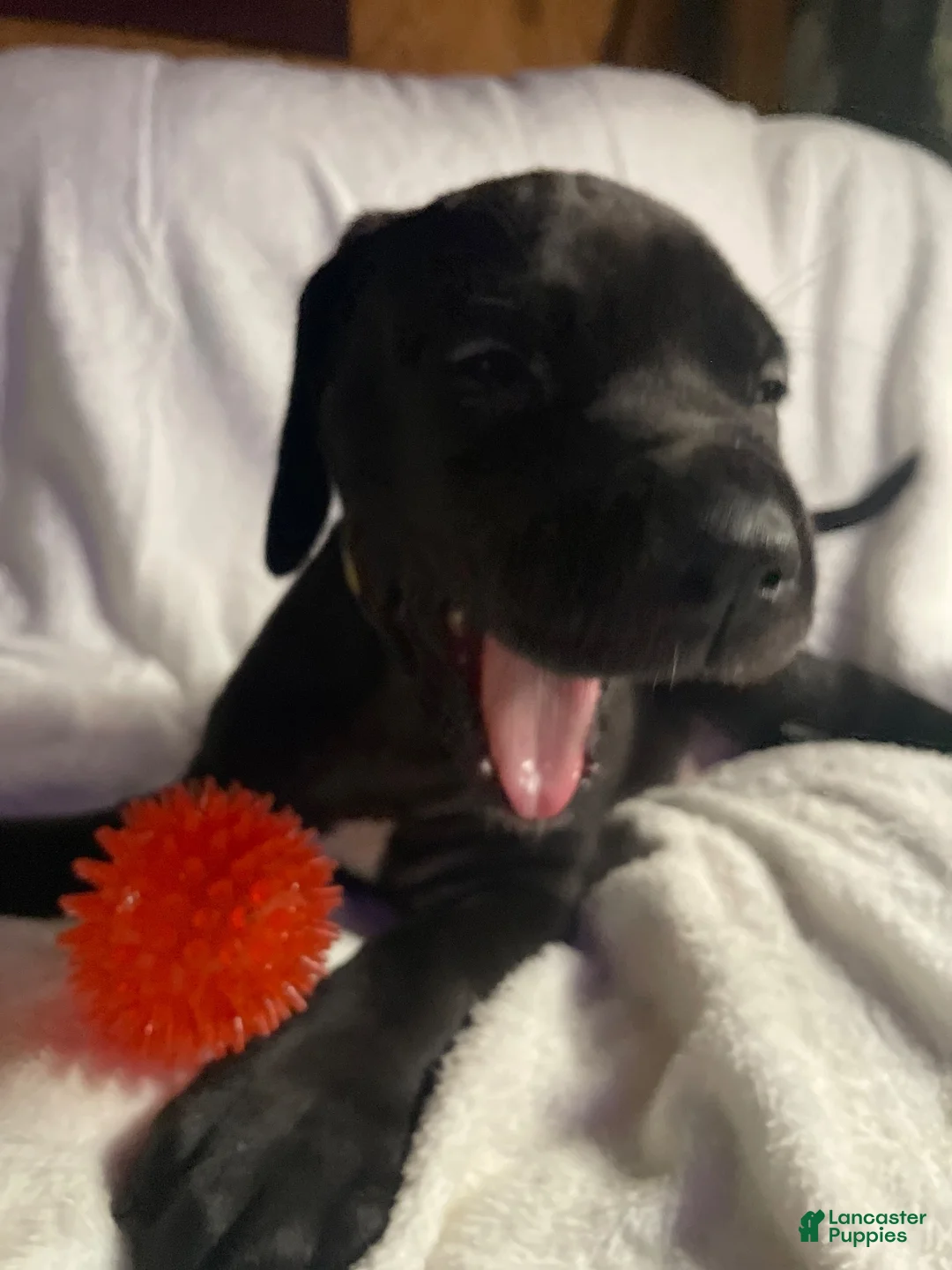 Daniff dogs for sale: Daniff 8 - Ad 2
