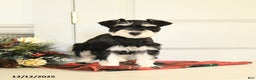 Miniature Schnauzer dogs for sale: Holly - Ad 3