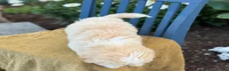 Shih Tzu dogs for sale: Hank - Ad 4