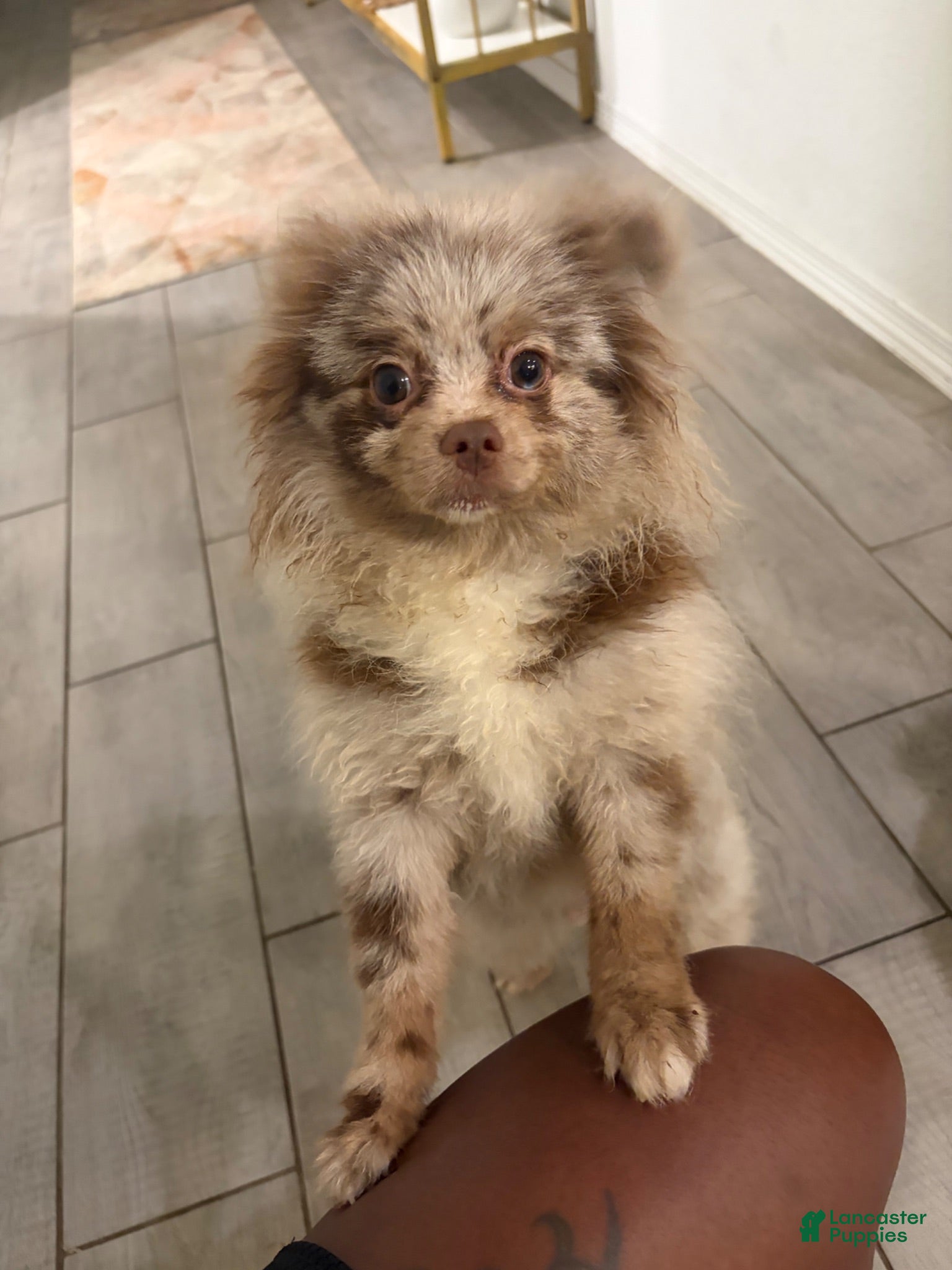 Pomeranian dogs Pomeranian 1 - Ad 16