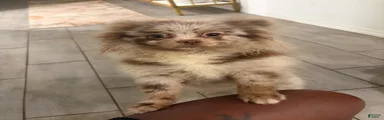 Pomeranian 1