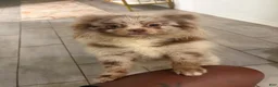Pomeranian dogs for sale: Pomeranian 1 - Ad 1