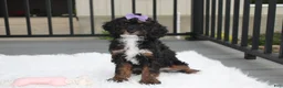 Miniature Poodle dogs for sale: Amber  - Ad 14