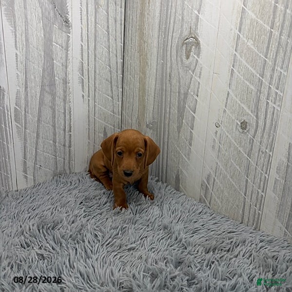 Miniature Dachshund dogs for sale: Clark - Ad 2