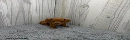 Miniature Dachshund dogs for sale: Clark - Ad 1