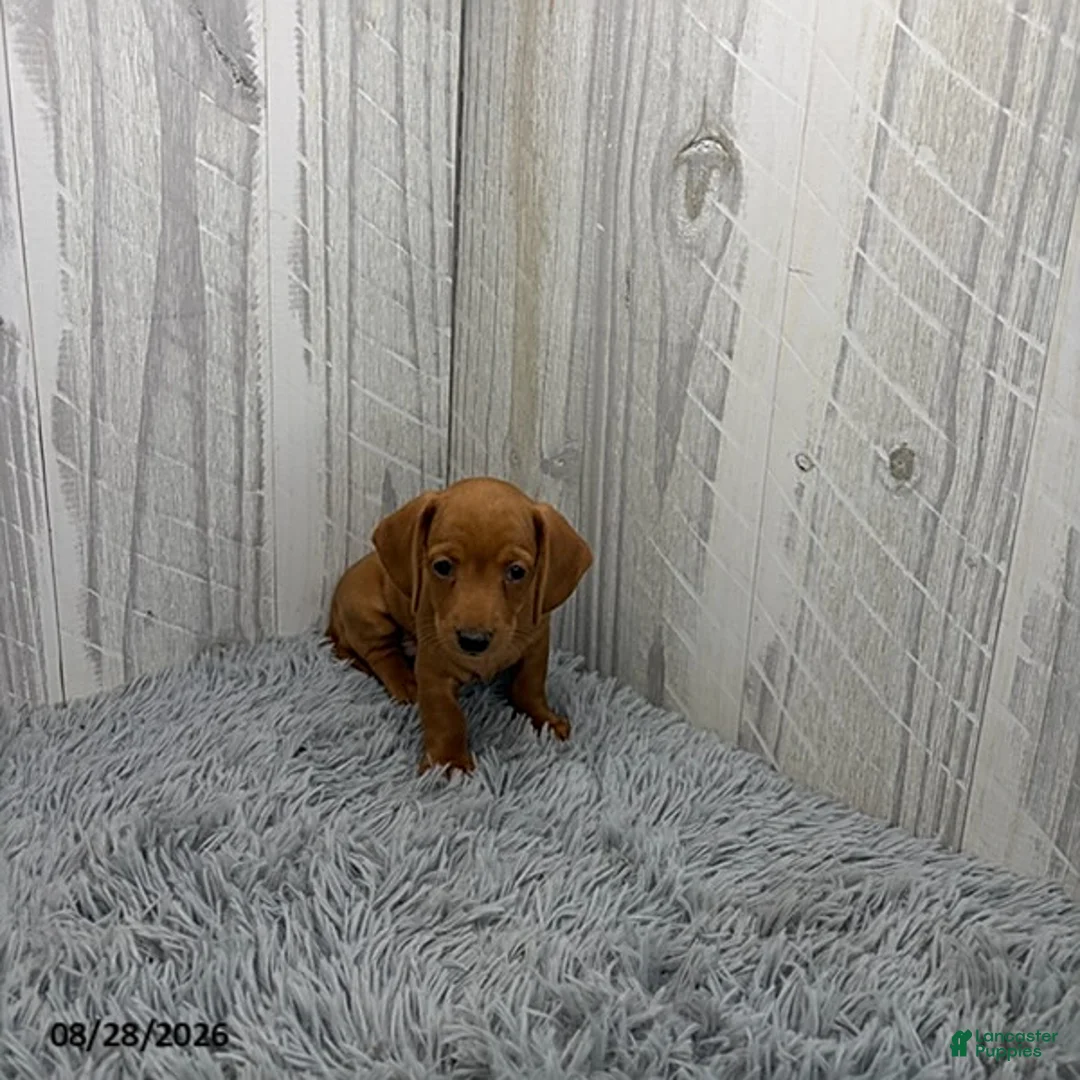 Miniature Dachshund dogs for sale: Clark - Ad 1
