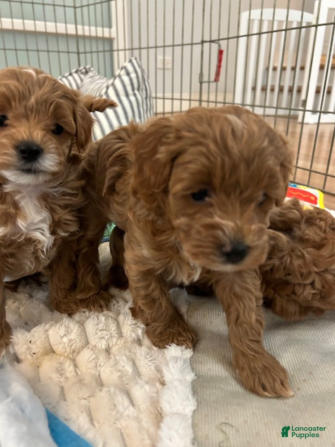 Maltipoo dogs for sale: Maltipoo Max - Ad 3