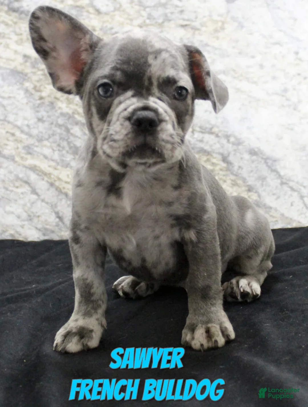 French Bulldog dogs for sale: Sawyer - Ad 1