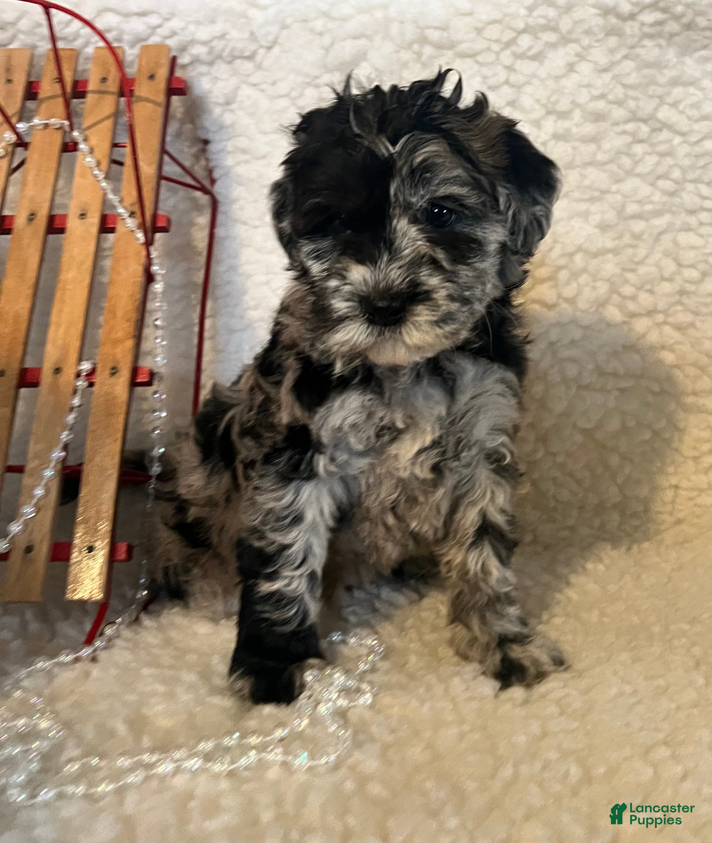 Whoodle dogs Ginger  - Ad 9