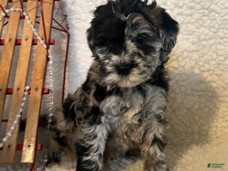 Whoodle dogs Ginger - Ad 9