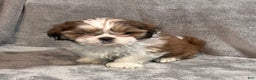 Shih Tzu dogs for sale: Harold - Ad 5
