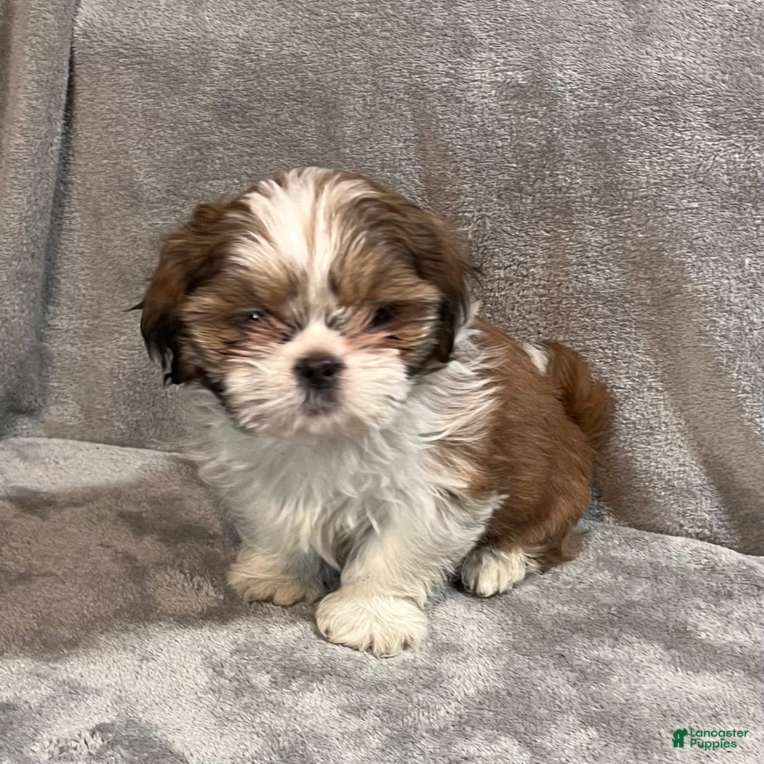 Shih Tzu dogs for sale: Harold - Ad 5