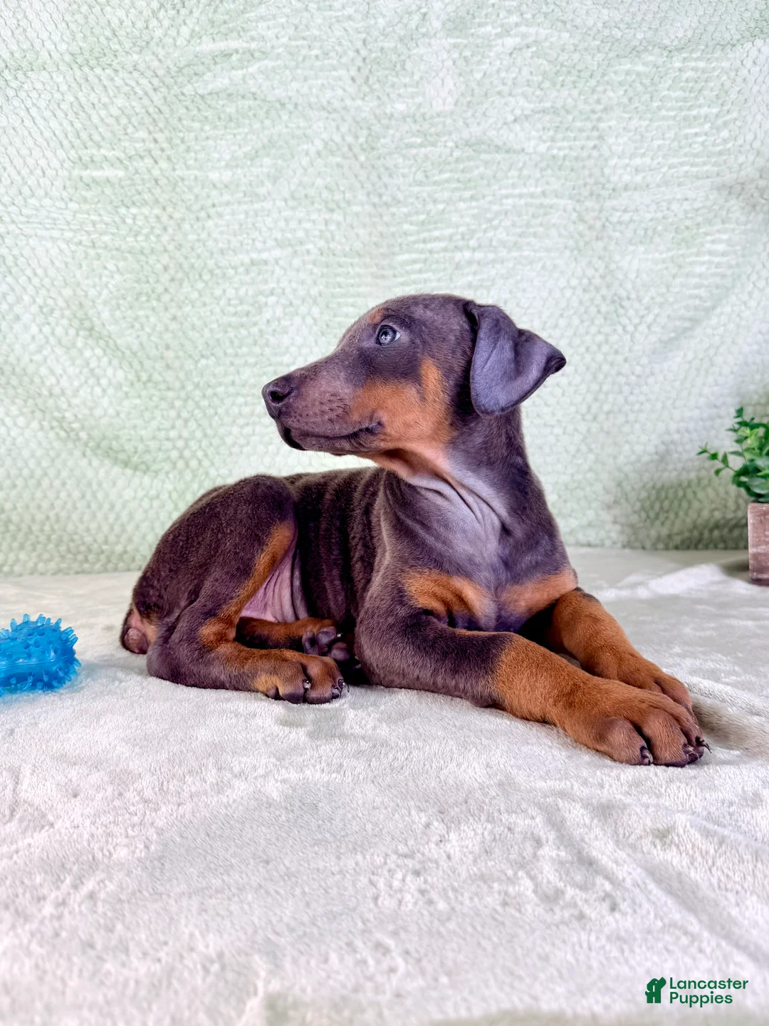 Doberman Pinscher dogs for sale: AKC Iris - Ad 6