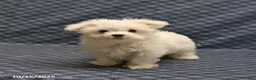 Maltese dogs for sale: Rosie - Ad 3