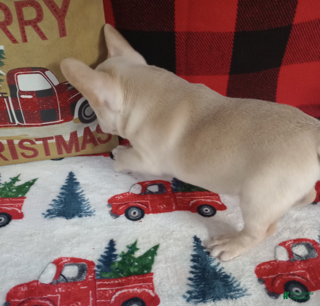 French Bulldog dogs for sale: Joel  - Ad 3