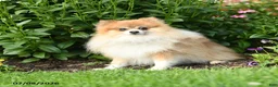 Pomeranian dogs for sale: Mercy - Ad 7