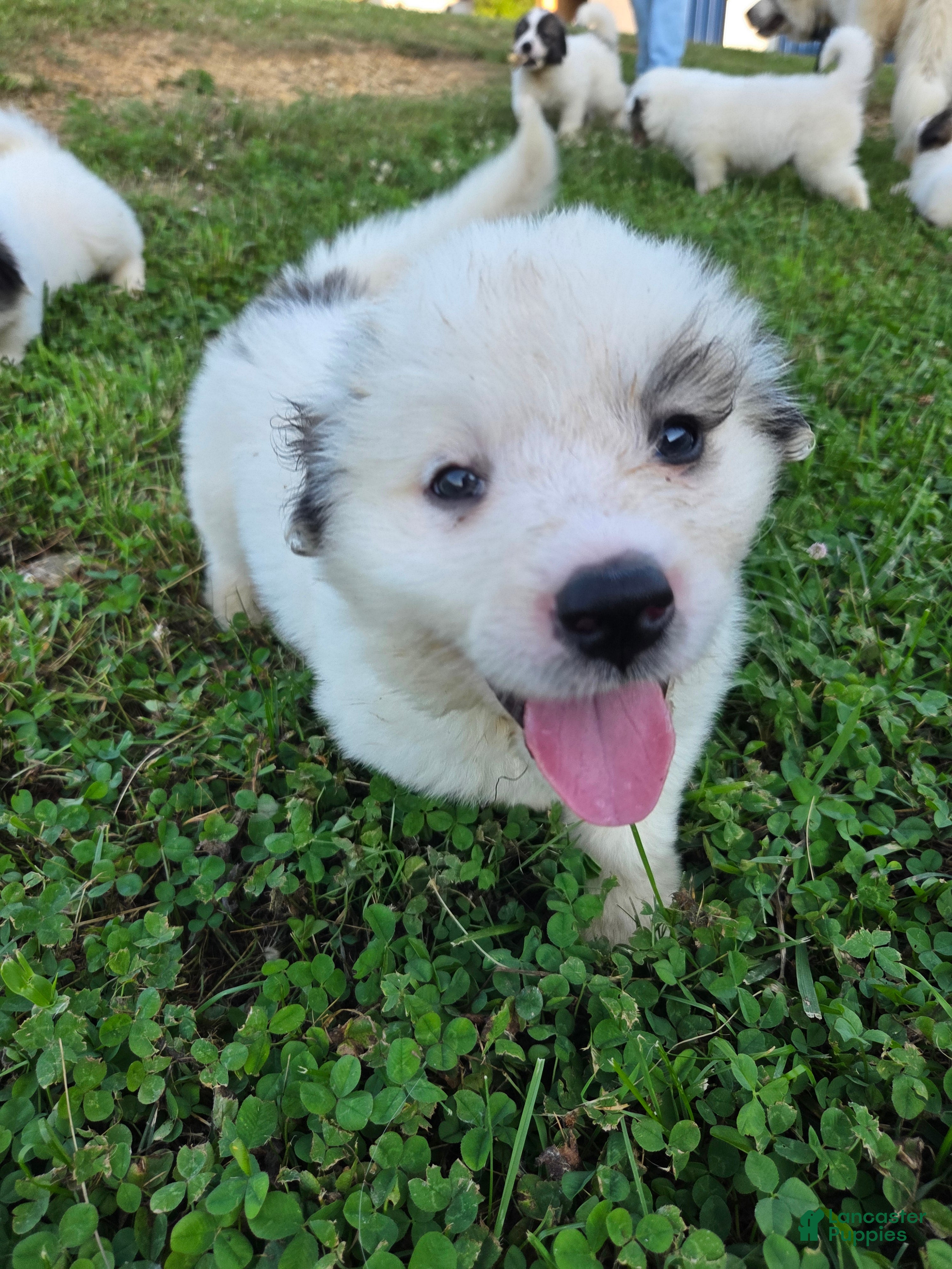 Great Pyrenees dogs James - Ad 2