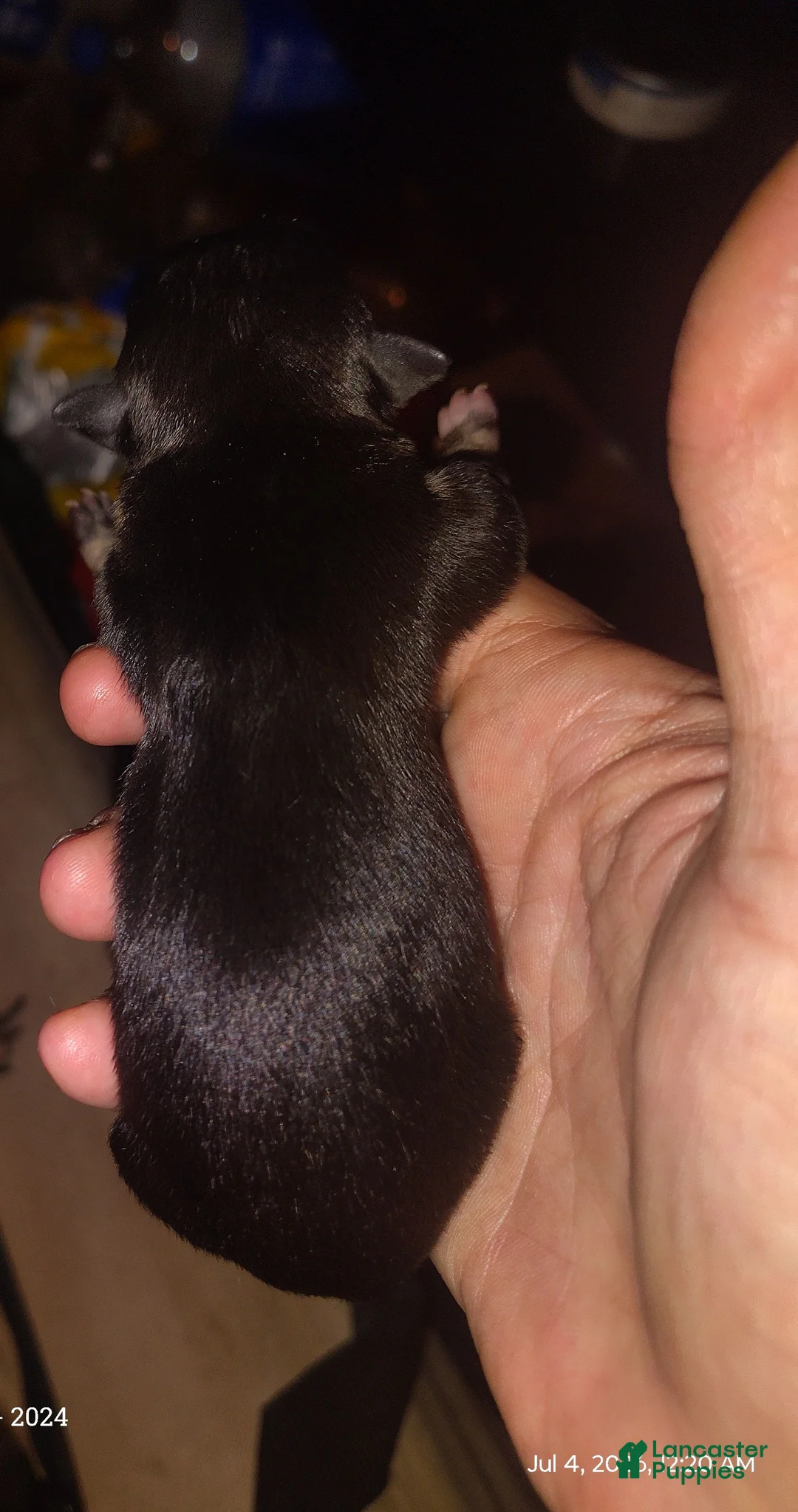 Chihuahua dogs for sale: Chihuahua 6 - Ad 2