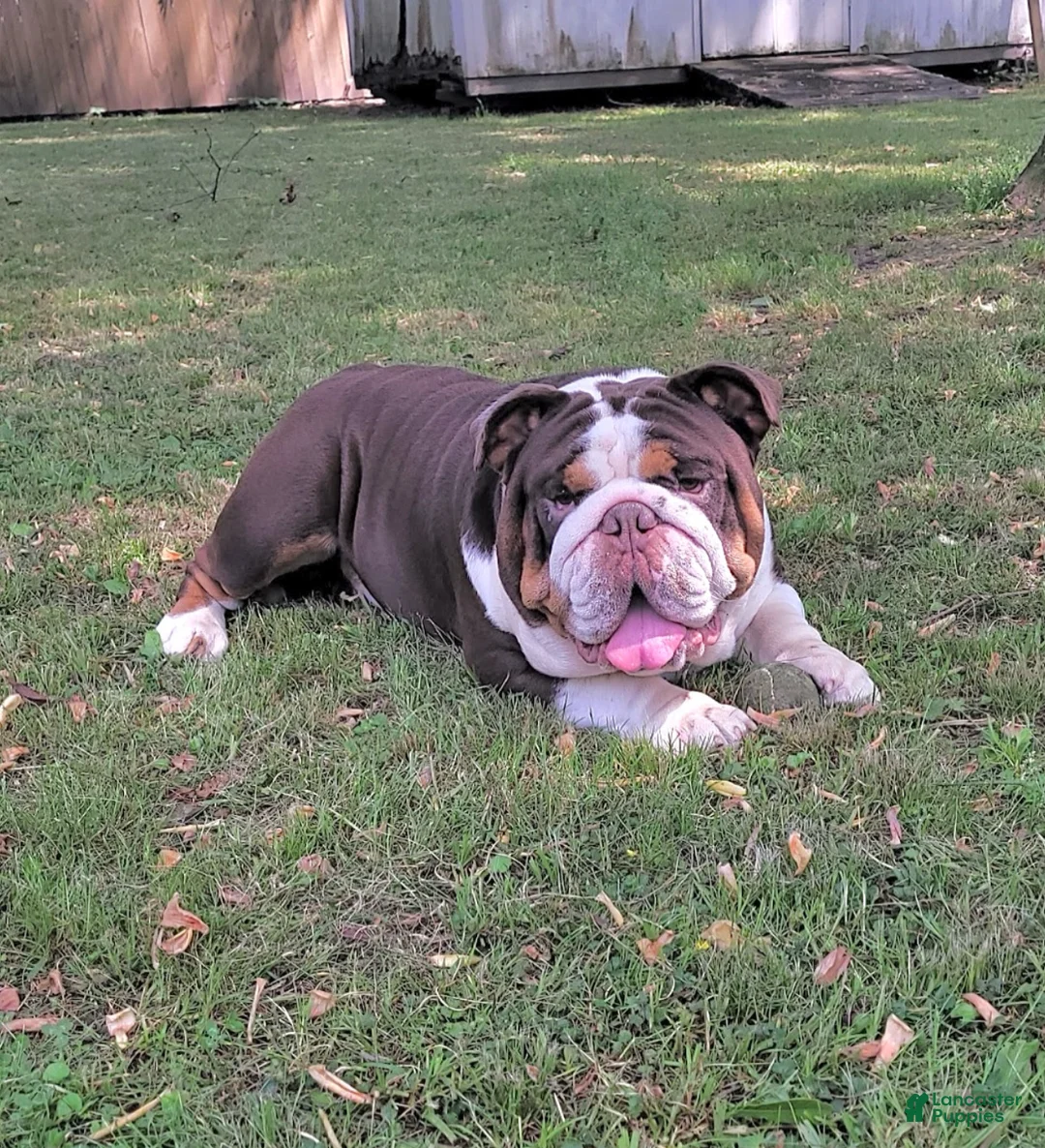 English Bulldog dogs for stud: Rolo Stud available  - Ad 4