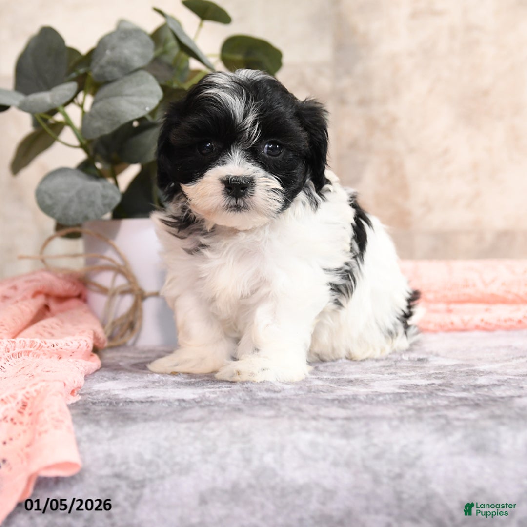 Teddy Bear dogs for sale: Milley - Ad 3