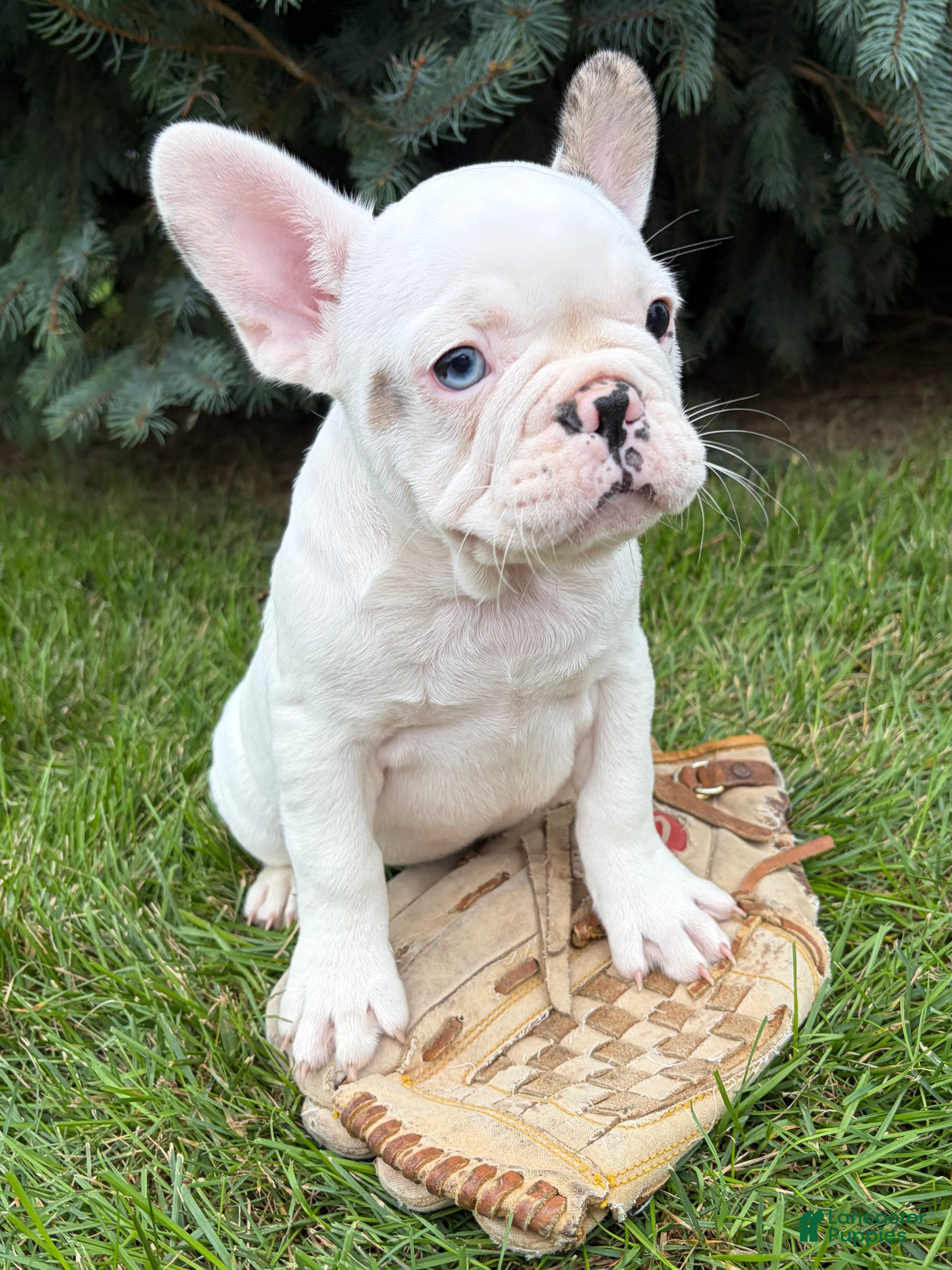French Bulldog dogs Leo - Ad 2
