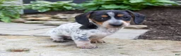 Miniature Dachshund dogs for sale: Glory - Ad 8