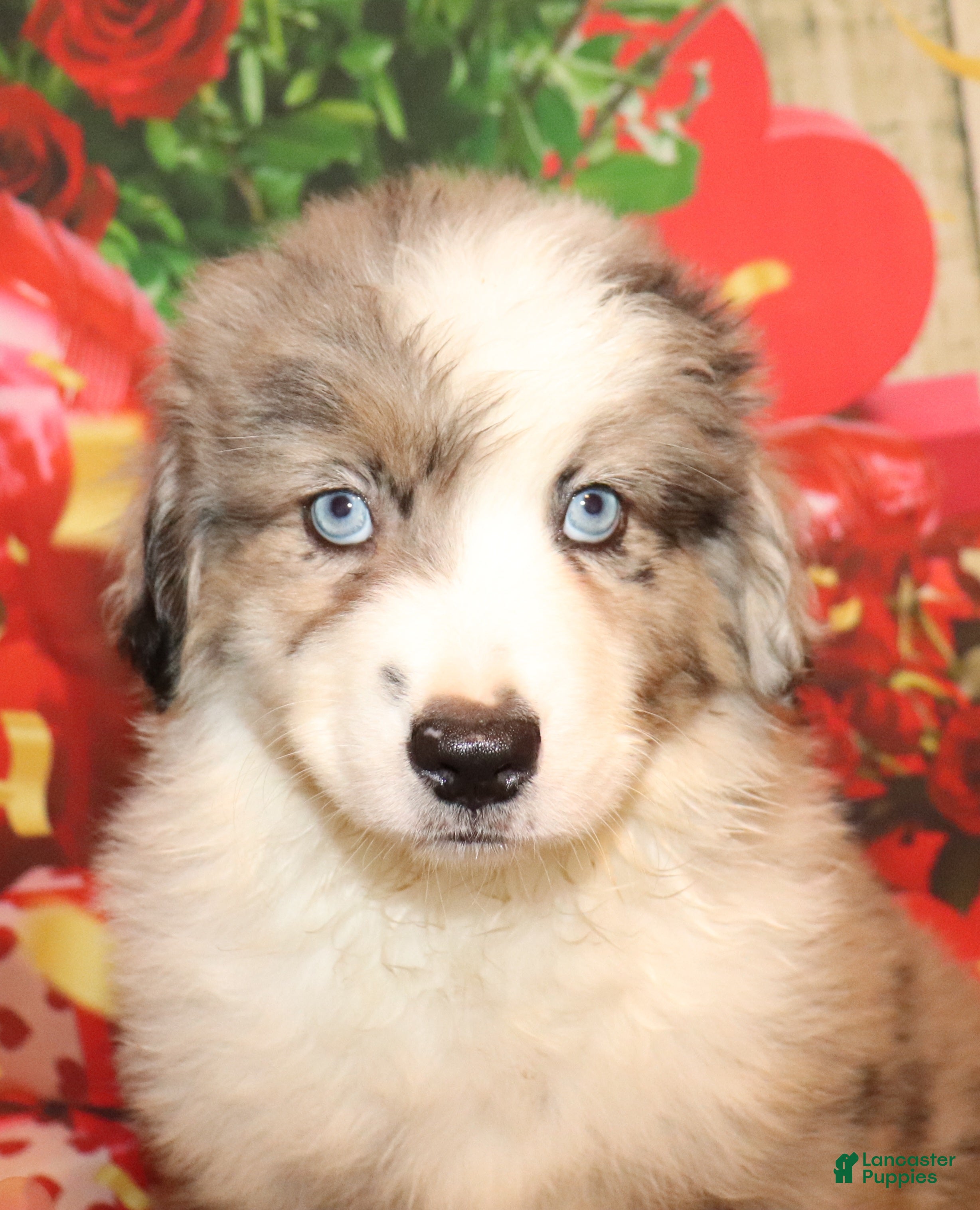 Miniature Australian Shepherd dogs for sale: Trevor - Ad 3