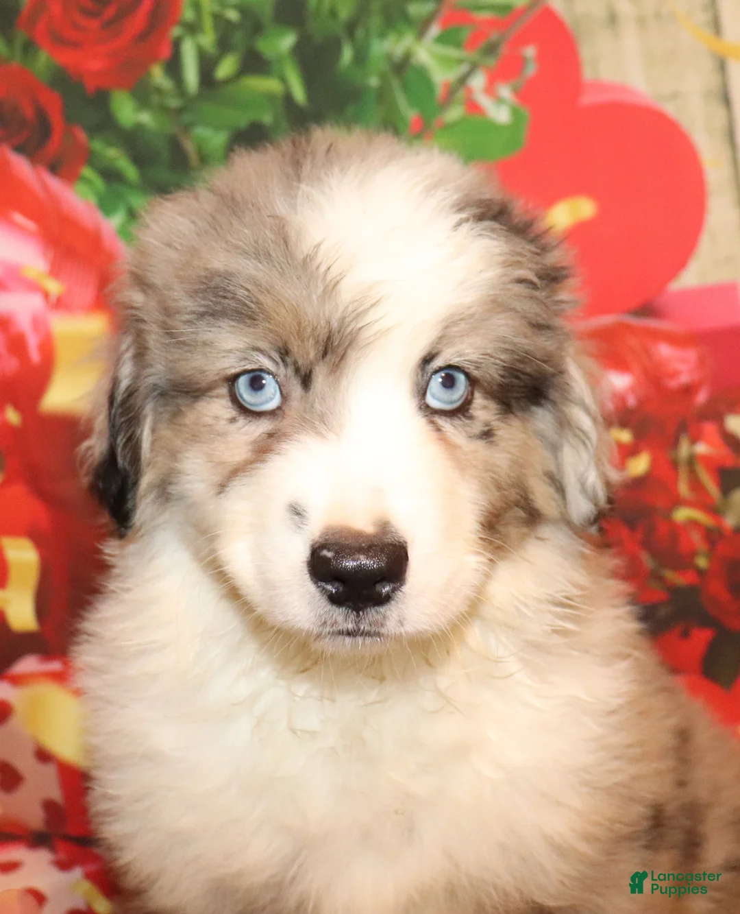 Miniature Australian Shepherd dogs for sale: Trevor - Ad 1