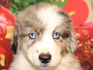 Miniature Australian Shepherd dogs for sale: Trevor - Ad 3