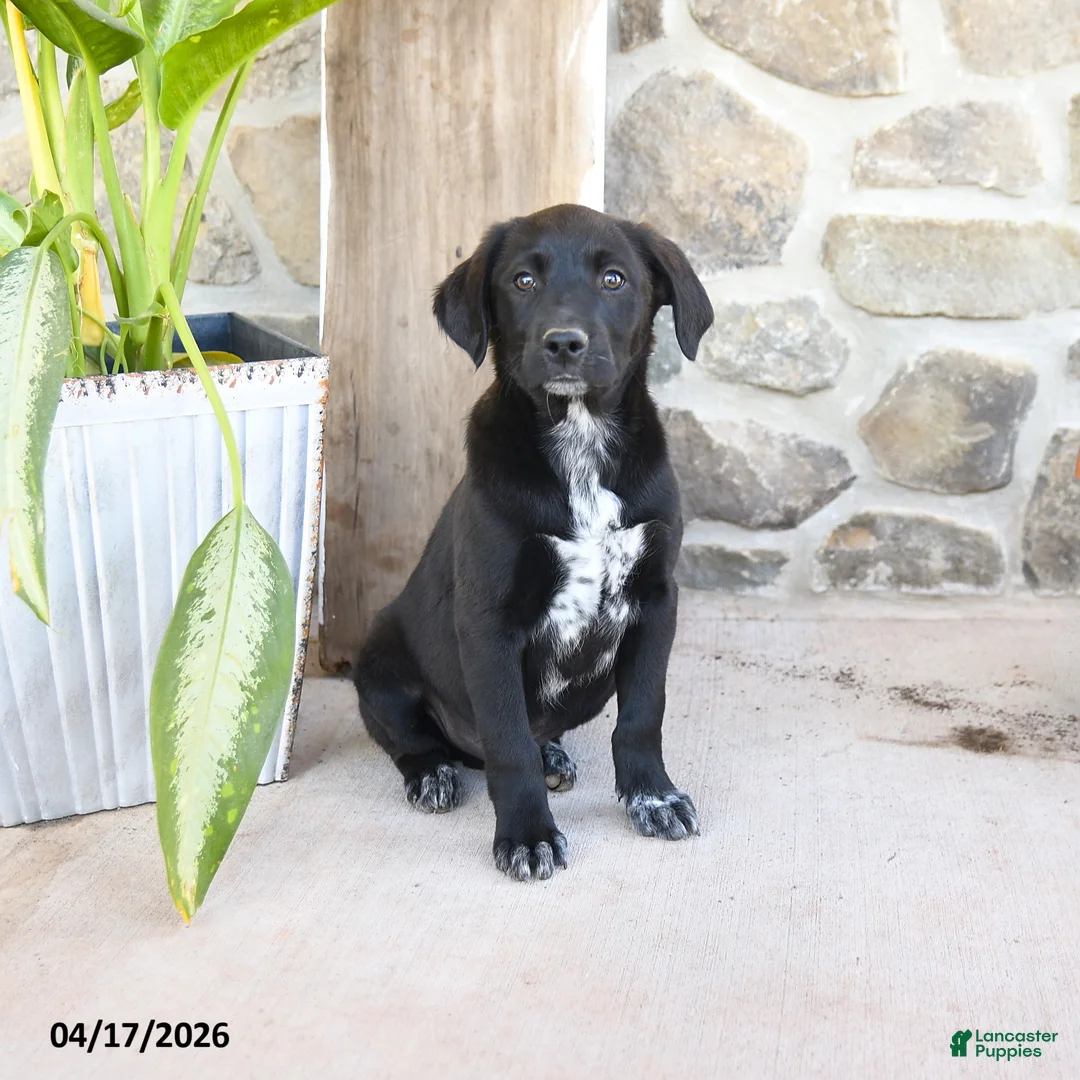 Mixed Breed dogs for sale: Rusty - Ad 1