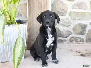 Mixed Breed dogs for sale: Rusty - Ad 1