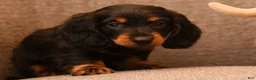 Miniature Dachshund dogs for sale: Mojo - Ad 2