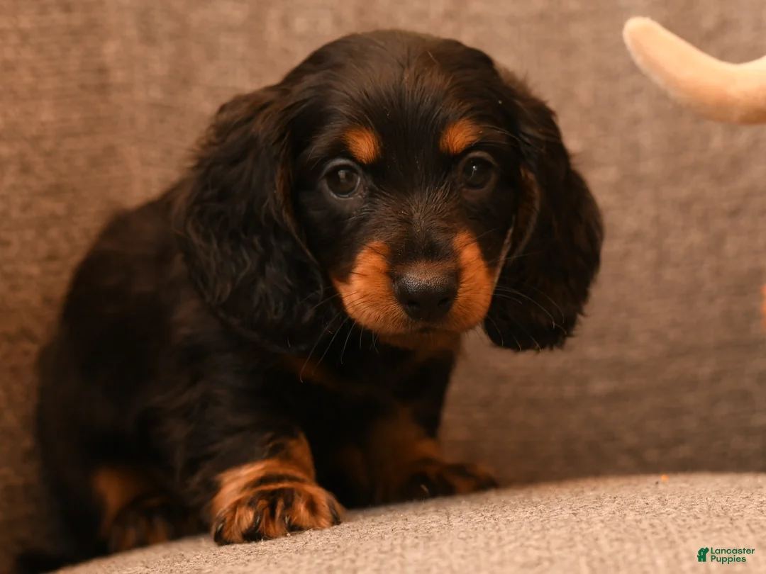 Miniature Dachshund dogs for sale: Mojo - Ad 2