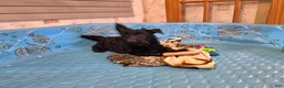 Scottish Terrier dogs for sale: Shelly - Ad 3
