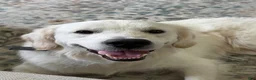 Golden Retriever dogs for sale: Golden Retriever 1 - Ad 8