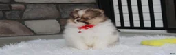 Pomeranian dogs for sale: Bentley AKC - Ad 18