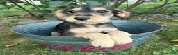 Schnoodle dogs for sale: Theodore - Ad 4