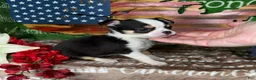 Chihuahua dogs for sale: Jethro Black Tricolor Short Coat - Ad 4
